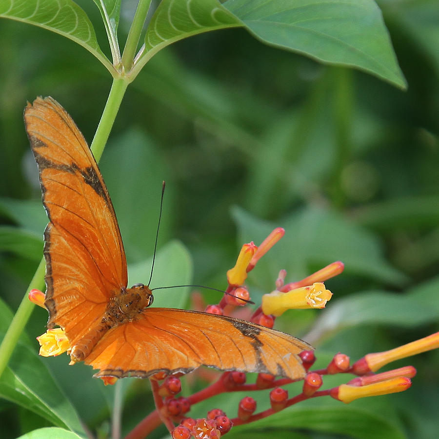 Orange Butterfly Photograph by Joseph G Holland