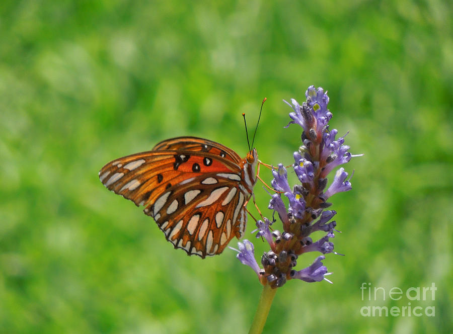 Orange Butterfly on Pickerel Rush Photograph by Renee Trenholm