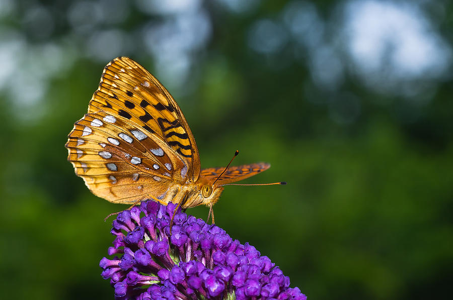 Orange Butterfly on Purple Bloom Photograph by Lori Coleman