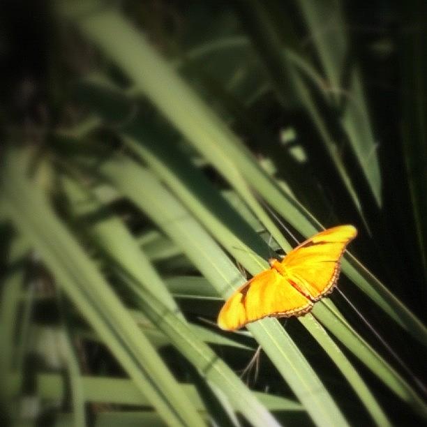 Butterfly Photograph - Orange Butterfly Or Moth? #outside by Emily W