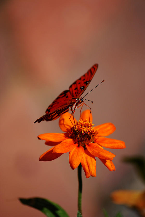 Orange Butterfly Orange Flower Photograph by Lori Tambakis