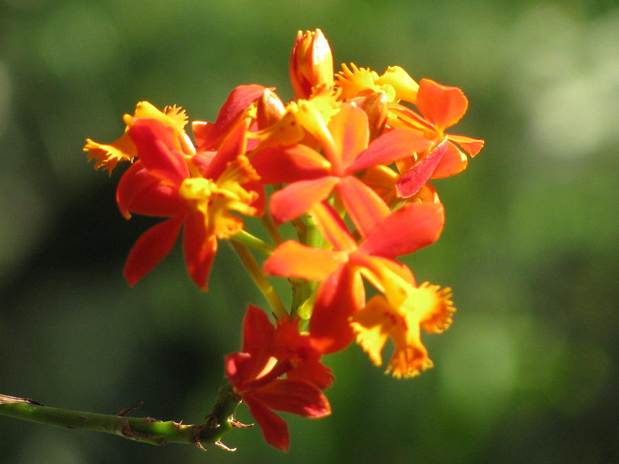 Orange  Butterfly Orchid Photograph by Alfred Ng