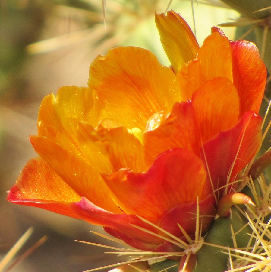 Cactus Flower Photograph - Orange Cactus Flower by Life Inspired Art and Decor