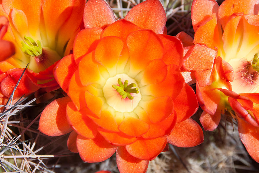 Orange Cactus Flowers Photograph by Dina Calvarese