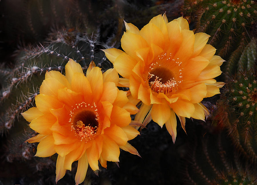 Nature Photograph - Orange Cactus Flowers  by Saija Lehtonen
