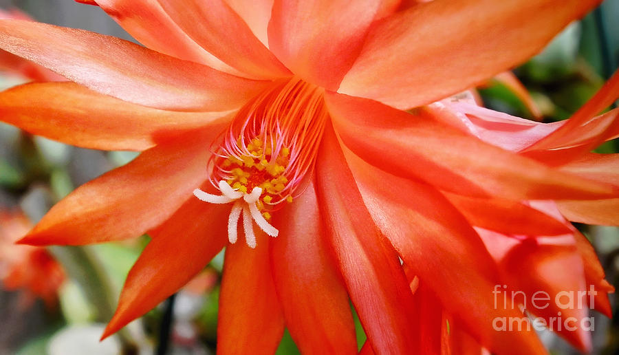 Orange Cactus Photograph by Kaye Menner