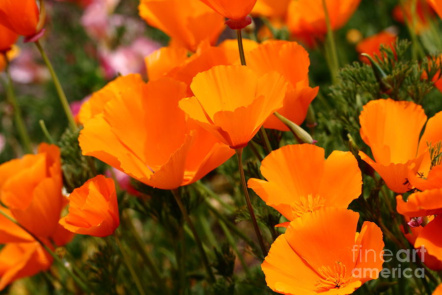 Orange California Poppy . 7D14754 Photograph by Wingsdomain Art and Photography