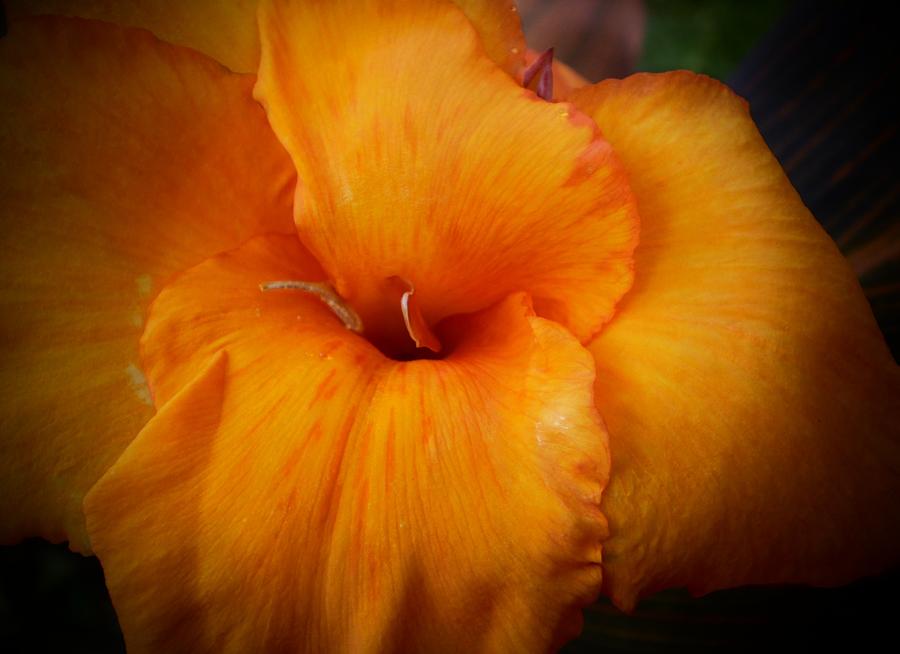 Nature Photograph - Orange Canna Flower by D J Larsen