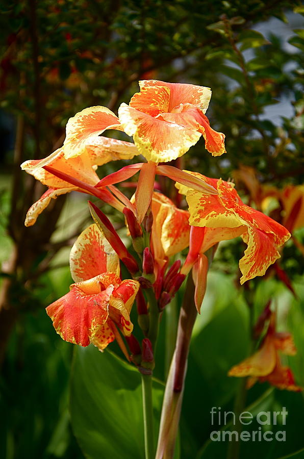 Orange Canna Lily Photograph by Anthony Stephens - Fine Art America