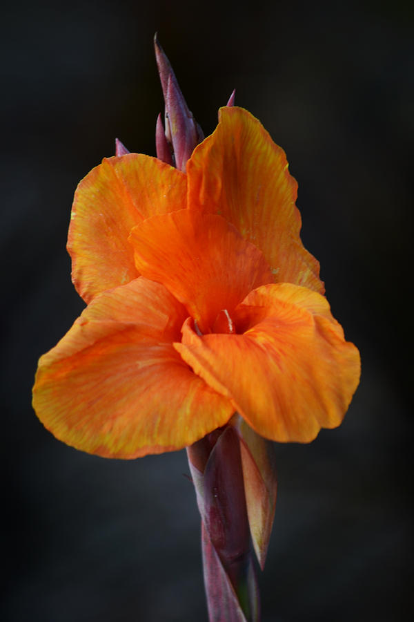 Lily Photograph - Orange Canna Lily by Melanie Moraga