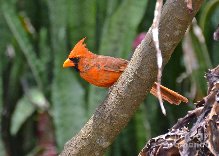 Orange Cardinal Photograph by Carol  Bradley