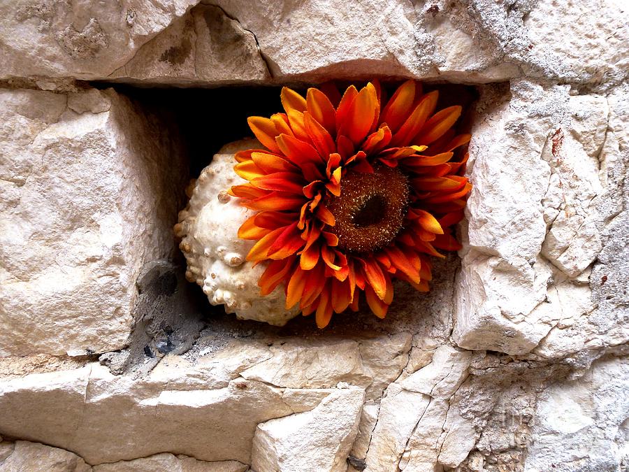 Orange Chrysanthemum in Dubrovnik wall Photograph by Amalia Suruceanu