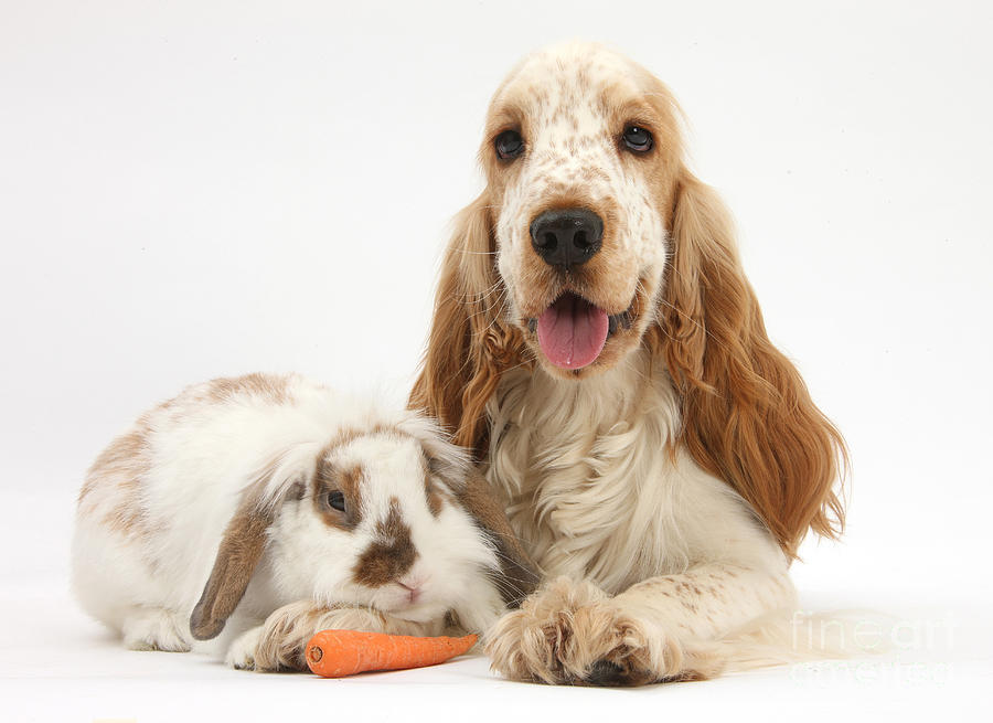 Orange Cocker Spaniel With Lop Rabbit Photograph by Mark Taylor