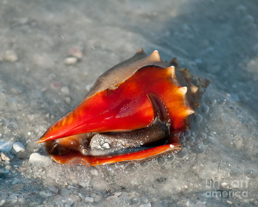 Orange Conch Photograph by Stephen Whalen