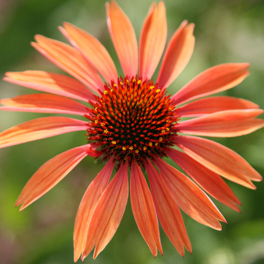 Orange Coneflower Photograph by Donna Corless
