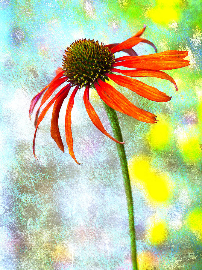 Flower Photograph - Orange Coneflower on Green and Yellow by Carol Leigh