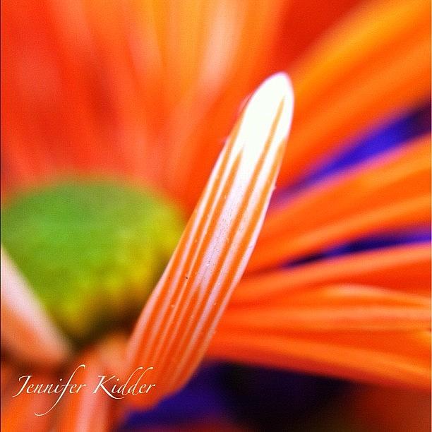 Orange Creamcicle Petal Photograph by Jennifer K