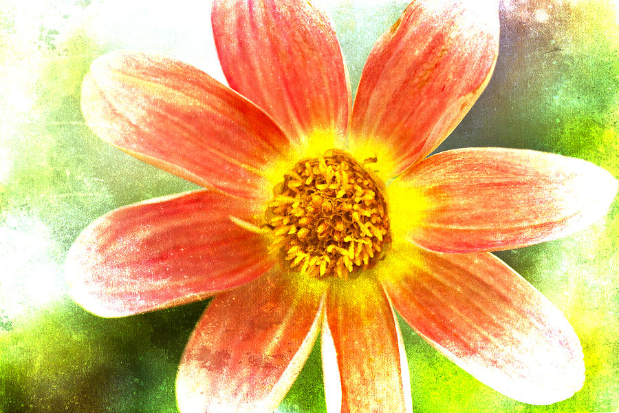 Flower Photograph - Orange Dahlia on Green by Carol Leigh