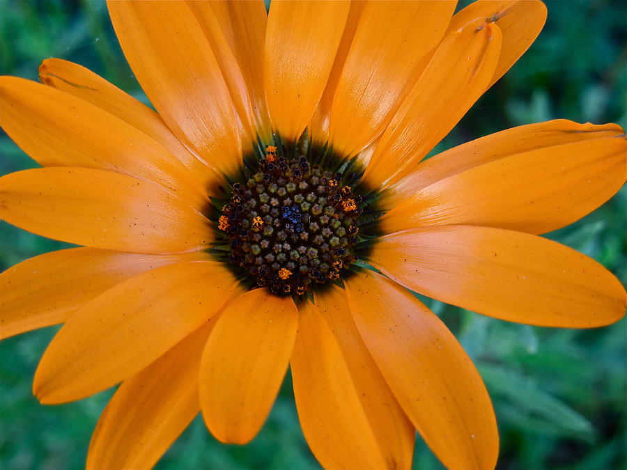 Orange Daisy Photograph by Diana Hatcher
