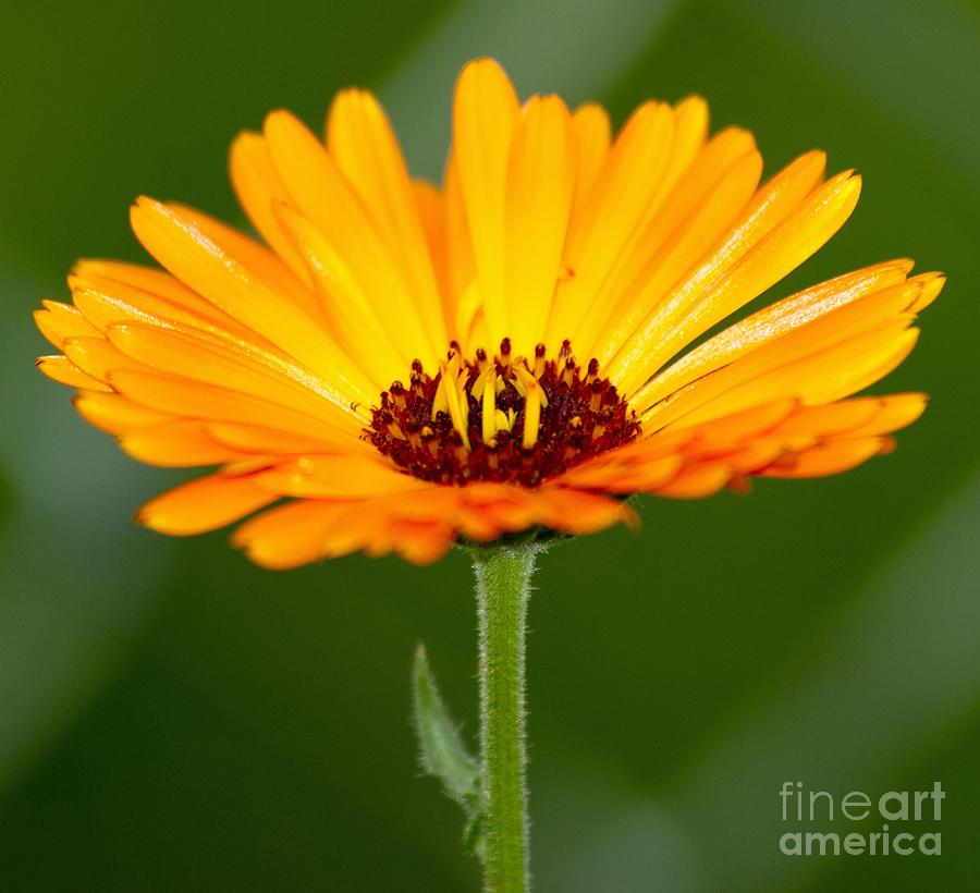 Orange Daisy Photograph by Greg Jones