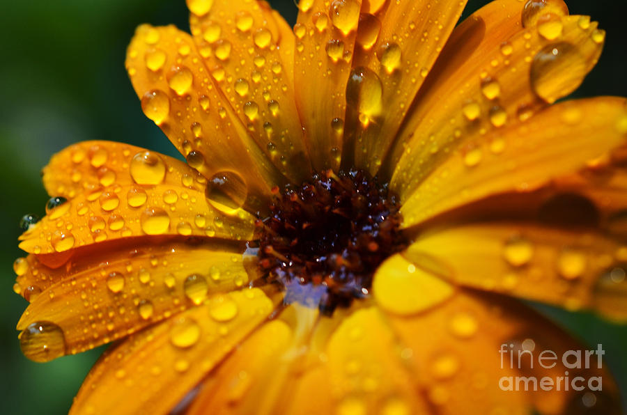 Orange Daisy in the Rain Photograph by Thomas R Fletcher