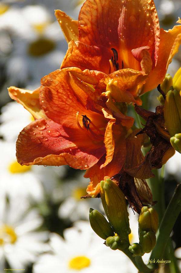 Summer Photograph - Orange Day Lilies in the Sun by Mick Anderson
