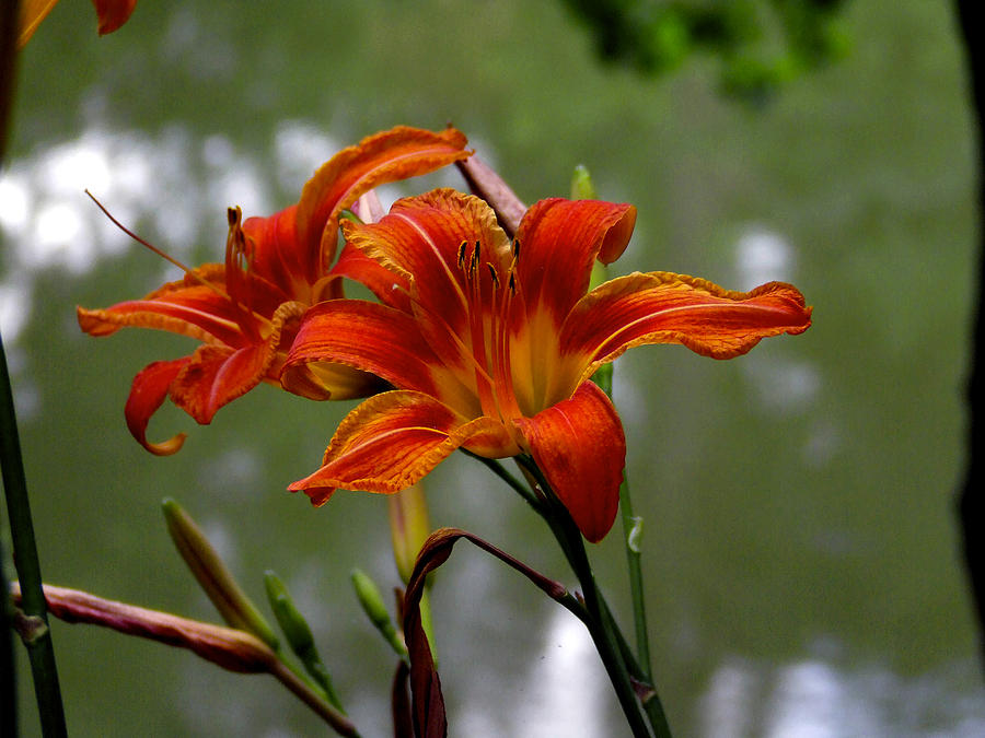 Orange Day Lilies Photograph by Richard Gregurich