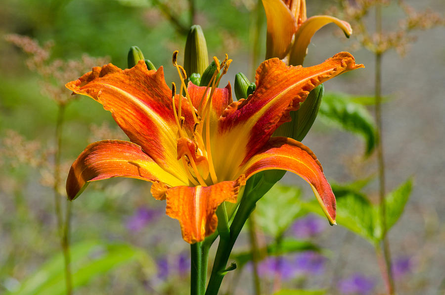 Orange Day Lily Photograph by Tikvahs Hope