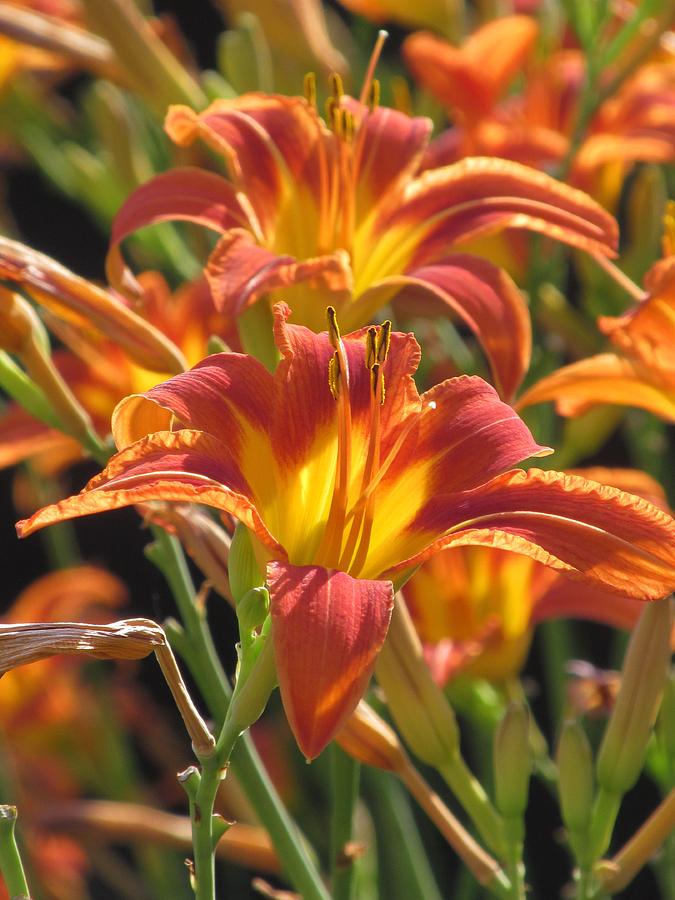 Daylily Photograph - Orange Daylilies by Alfred Ng