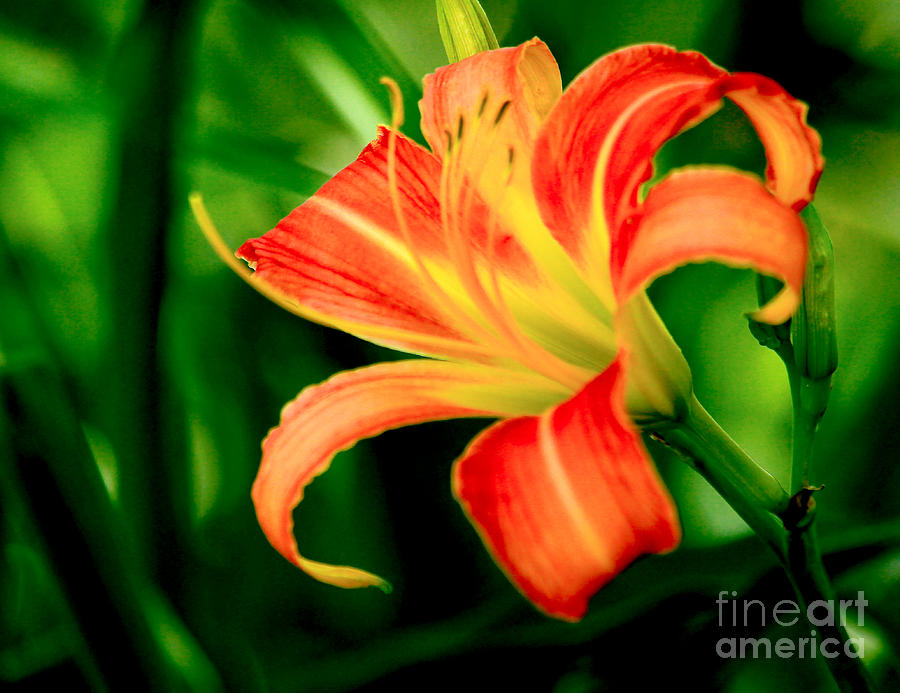 Orange Daylily Botanical Garden Photograph by Carol F Austin