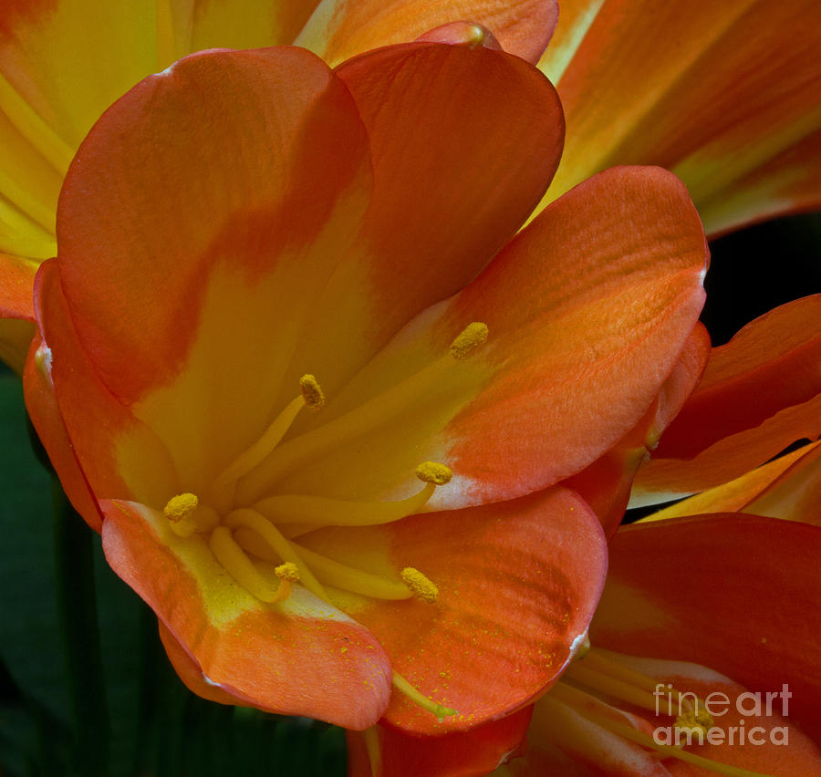 Nature Photograph - Orange Delight by Robert Pilkington
