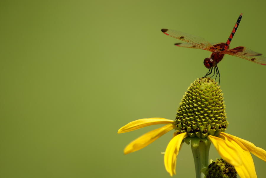 Orange Dragonfly Photograph by Daniel Meacham - Fine Art America