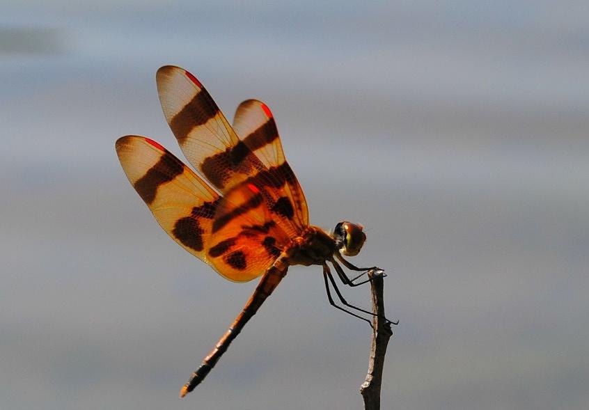 Orange Dragonfly Photograph by Kimberly Duda