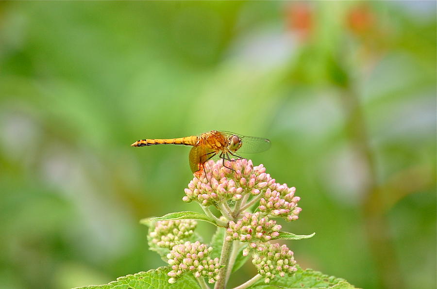 Orange Dragonfly Photograph by Mary McAvoy