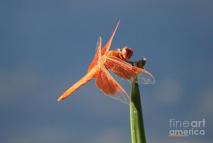 Orange Dragonfly on Blue Photograph by Veronica Batterson