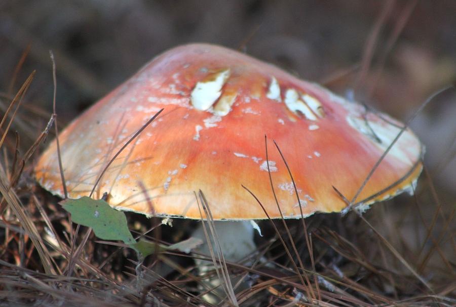 Orange Elliptical Mushroom  Photograph by Jeanne Juhos