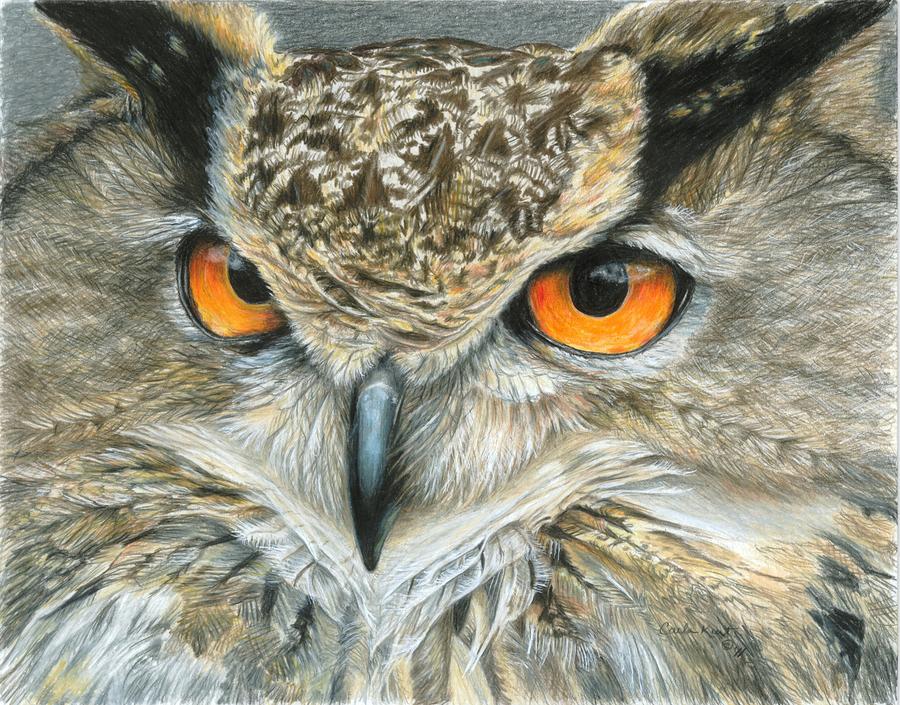 Orange-Eyed Owl Painting by Carla Kurt