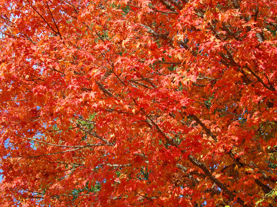 Fall Photograph - Orange Fall Trees art prints Autumn Leaves Baslee by Patti Baslee