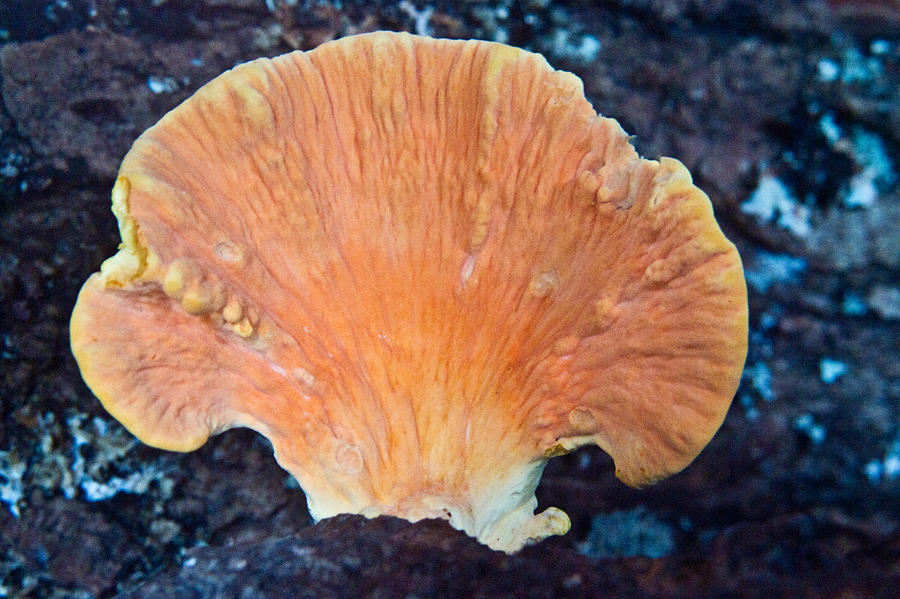 Orange Fan Fungus Photograph