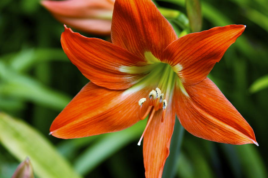 Lily Photograph - Orange Flame Hippeastrum Barbados Lily by Karon Melillo DeVega