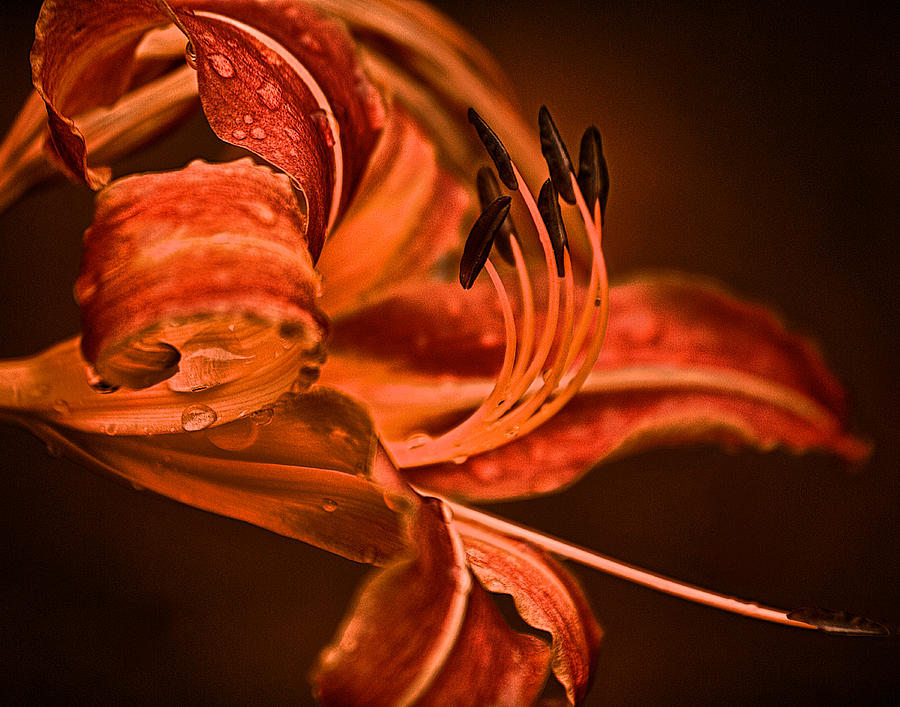 Orange flower Photograph by Prince Andre Faubert