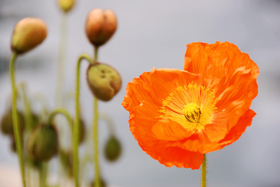 Orange flower Photograph by Anthony Citro