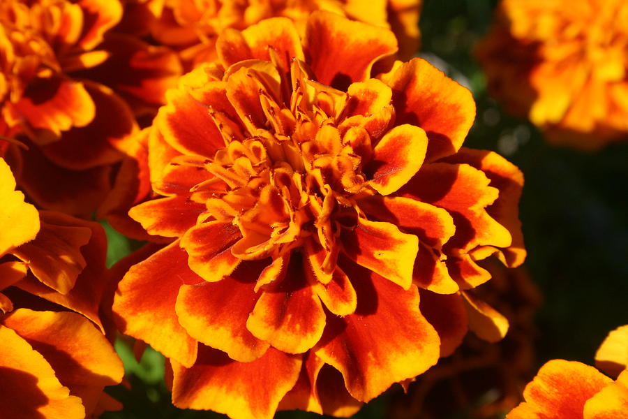 Orange Flower Photograph By Corinne Boomhower - Fine Art America