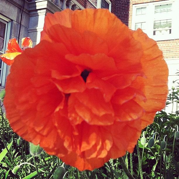 Nature Photograph - #orange #flower #garden #plant #color by Jenna Luehrsen