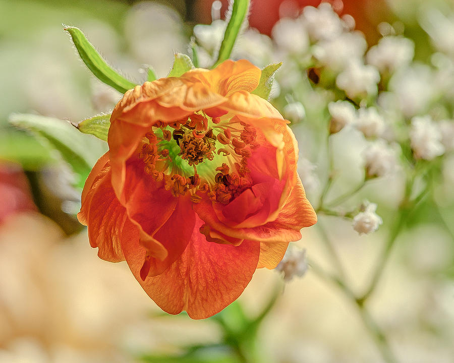 Orange Flower Digital Art by Jim Proctor Orange Flower Digital Art by Jim Proctor