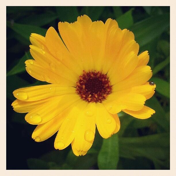 Flower Photograph - Orange Flower #orangeflower #orange by Rachel Williams