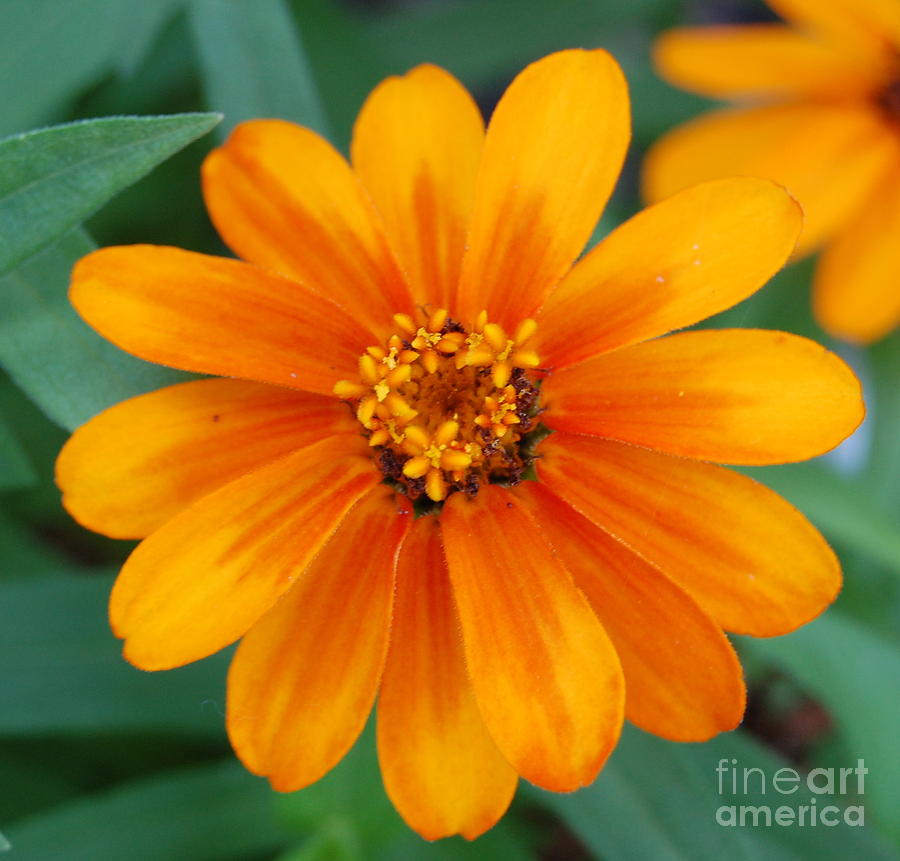 Orange Flower  Photograph by Patty Vicknair