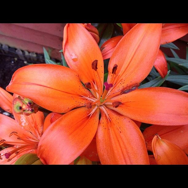 Nature Photograph - Orange Flower by Rachel Williams