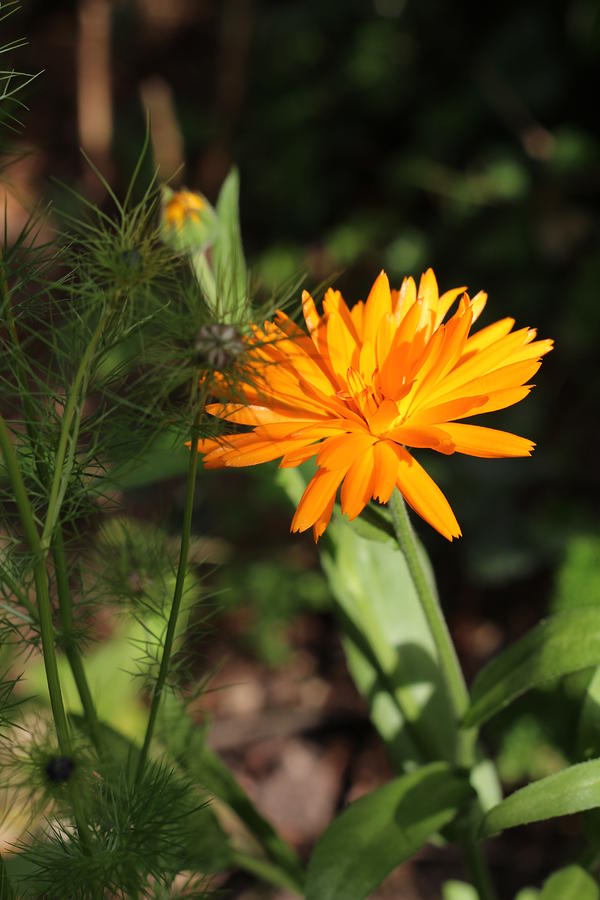 Orange Flower Photograph by Valerie Catoire