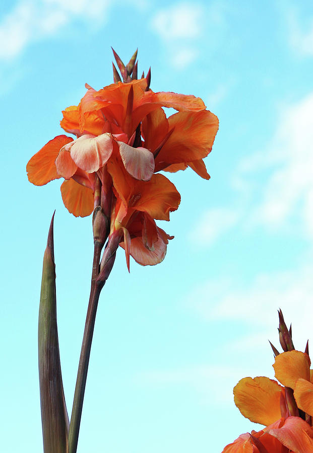 Orange Flowers Blue Sky Photograph by Lorraine Devon Wilke